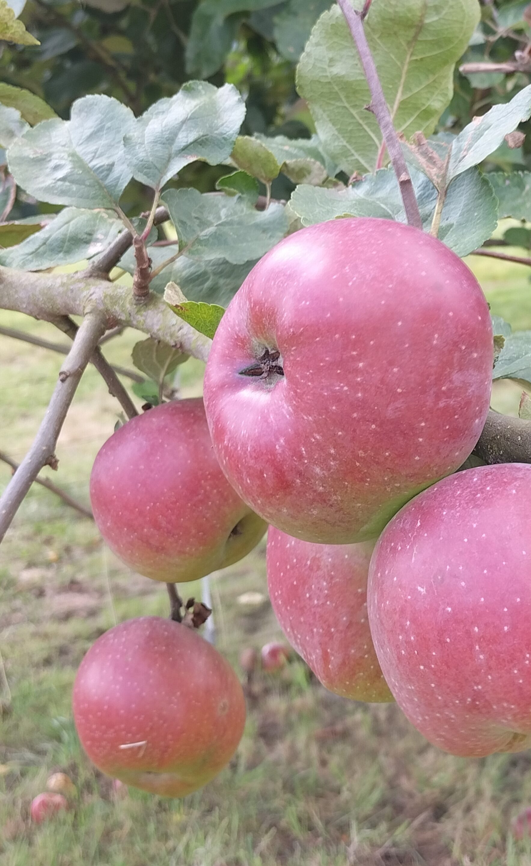 Oplus_0 Ganzheitliche Ernährungsberatung & Gesundheitsberatung