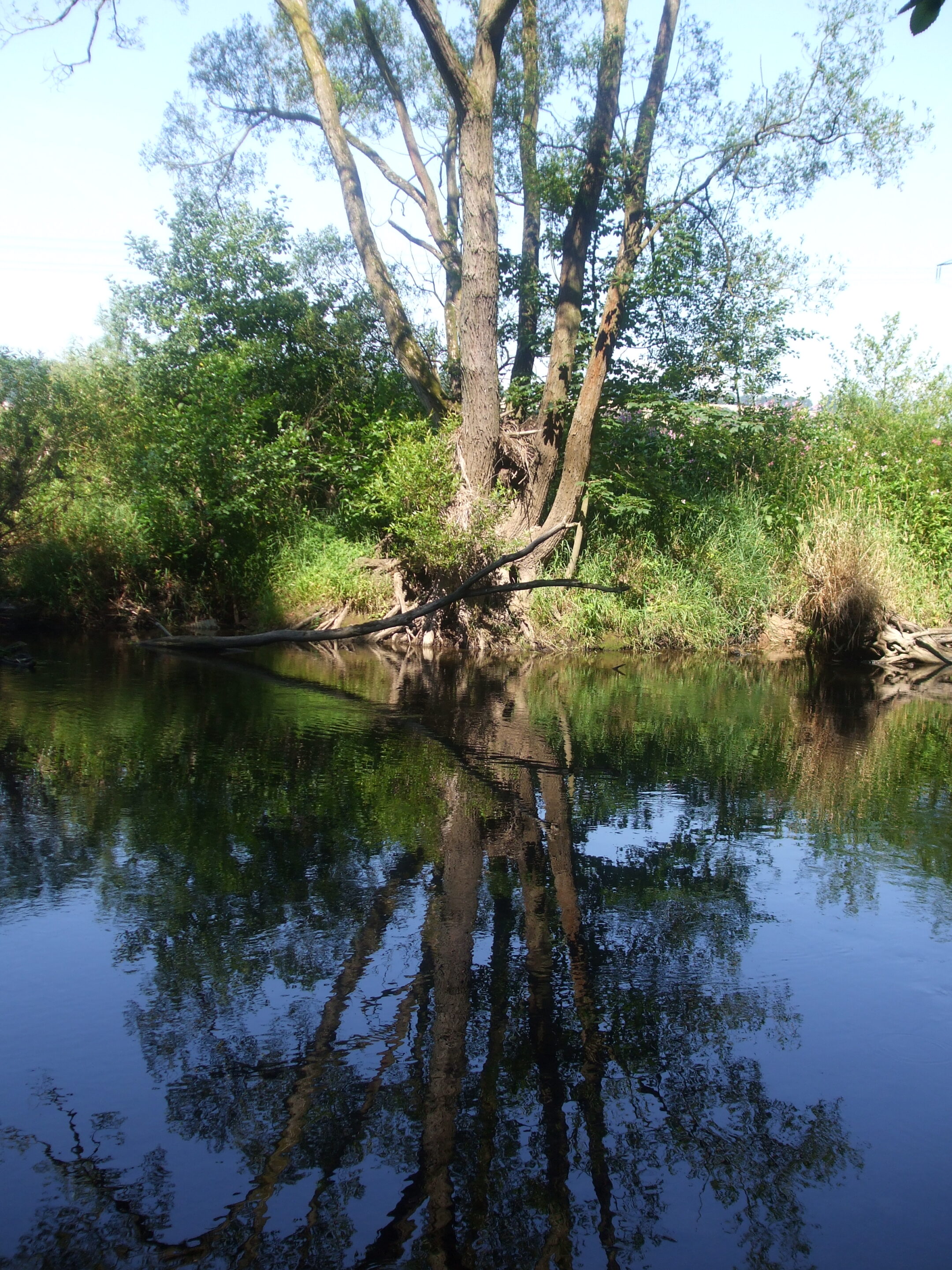 Spiegelbild Baum im Fluss Yoga & Achtsamkeit | Lu Jong - Ein Weg zur inneren Ruhe